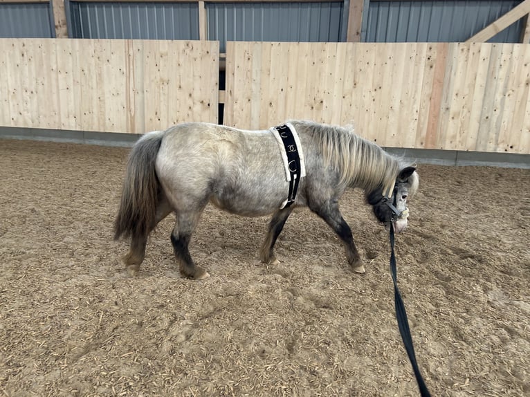 Shetland Giumenta 5 Anni 100 cm Leopard in Schieren