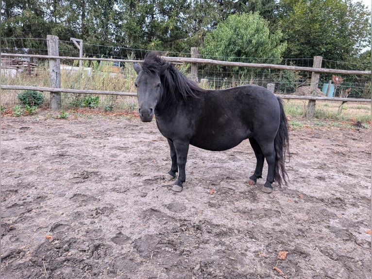 Shetland Giumenta 5 Anni 100 cm Morello in Bütow