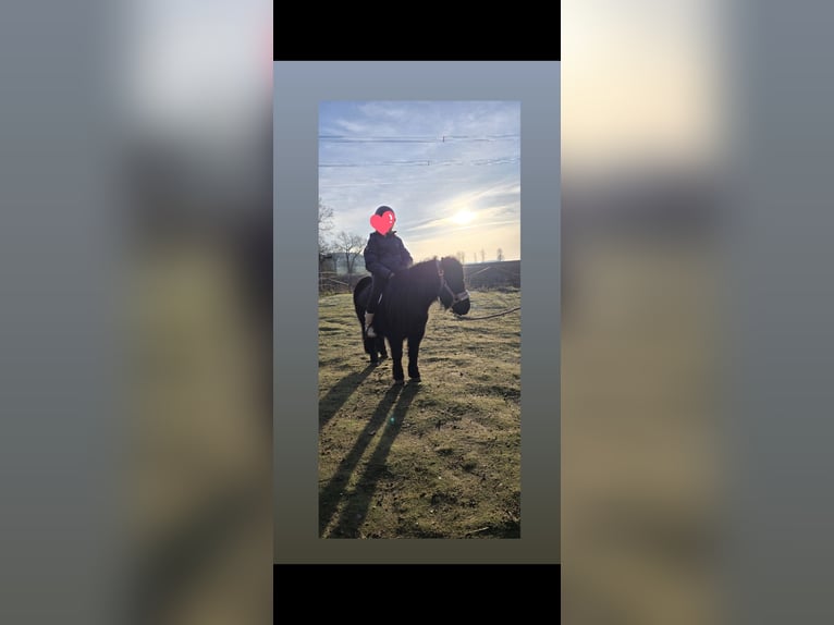 Shetland Giumenta 5 Anni 100 cm Morello in Homberg (Efze)