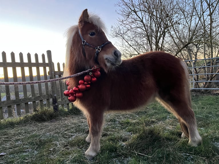 Shetland Giumenta 5 Anni 100 cm Sauro in Holzbach