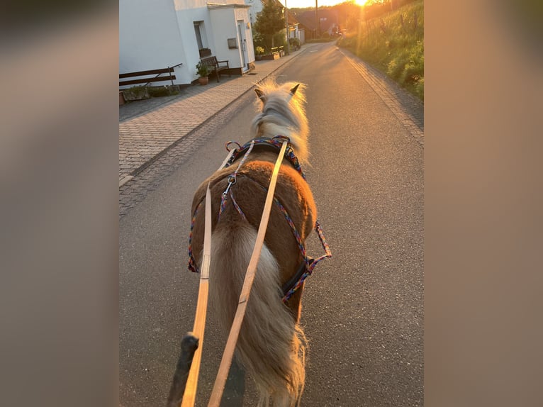 Shetland Giumenta 5 Anni 100 cm Sauro in Holzbach