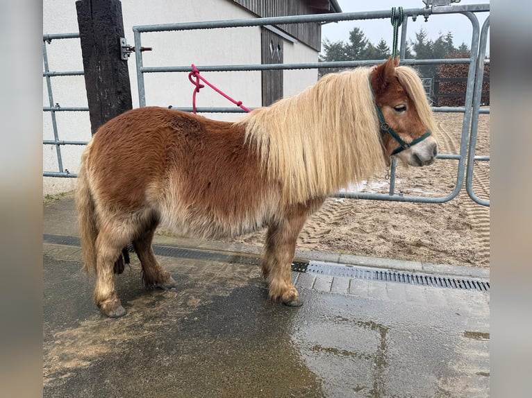 Shetland Giumenta 5 Anni 100 cm Sauro in Daleiden