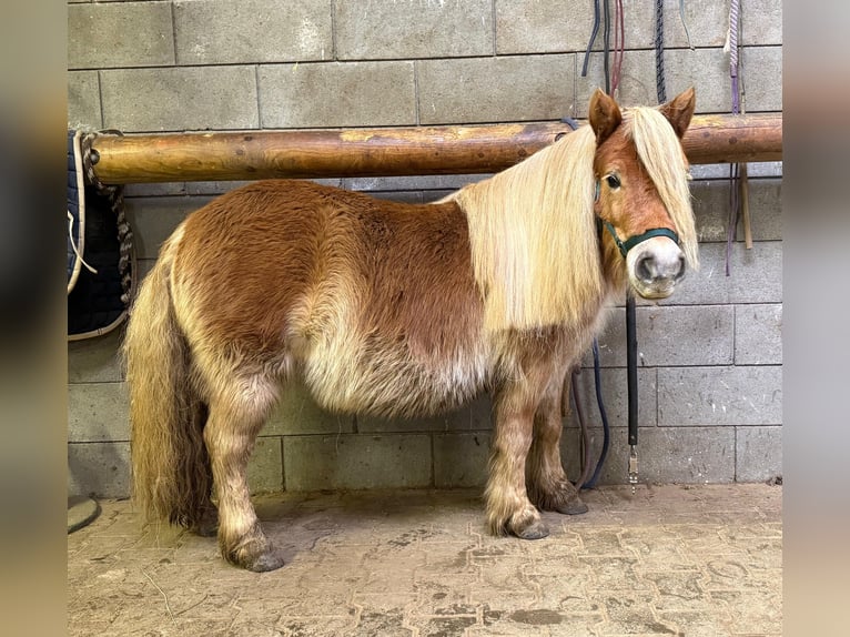 Shetland Giumenta 5 Anni 100 cm Sauro in Daleiden