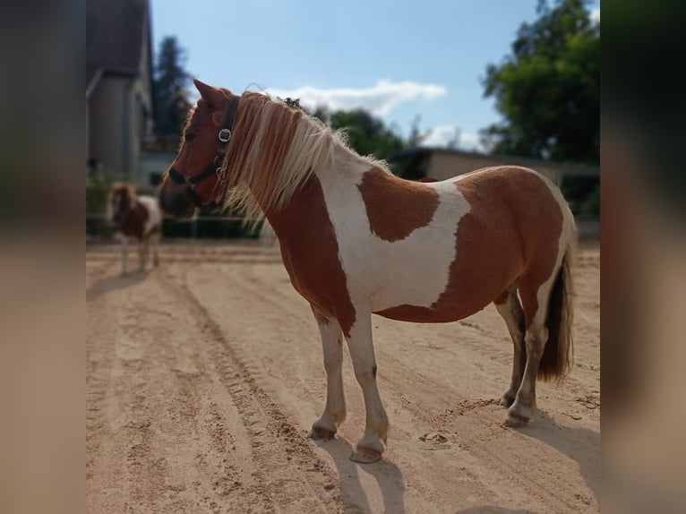 Shetland Giumenta 5 Anni 103 cm Pezzato in Prenzlau