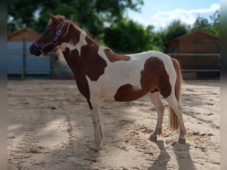 Shetland Giumenta 5 Anni 103 cm Pezzato in Prenzlau