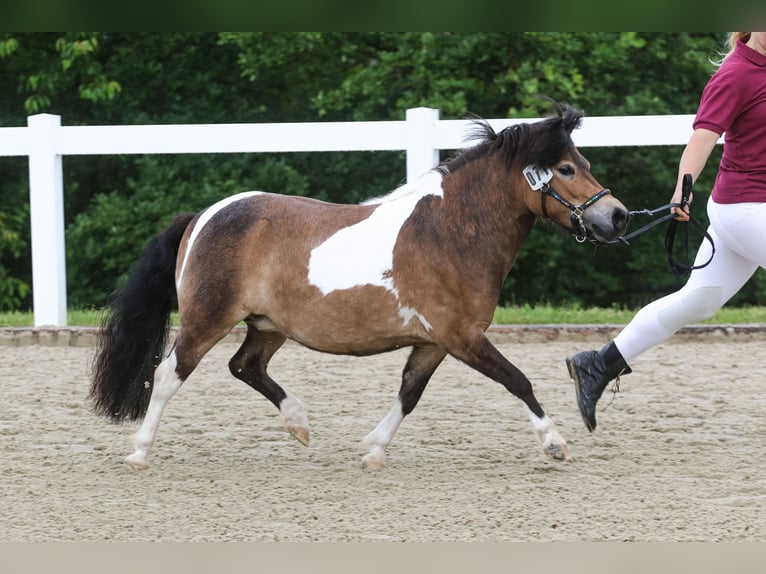 Shetland Giumenta 5 Anni 103 cm Pezzato in Ebersbach