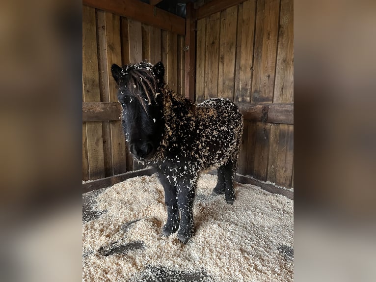 Shetland Giumenta 5 Anni 105 cm Morello in BosaU