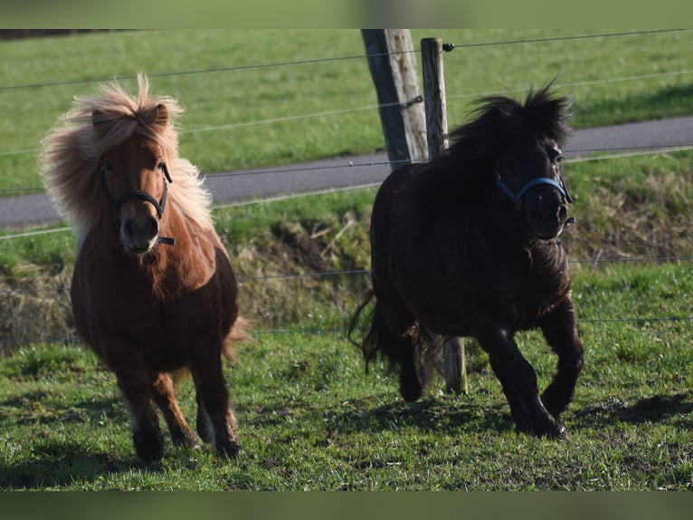 Shetland Giumenta 5 Anni 107 cm Morello in Achtmaal