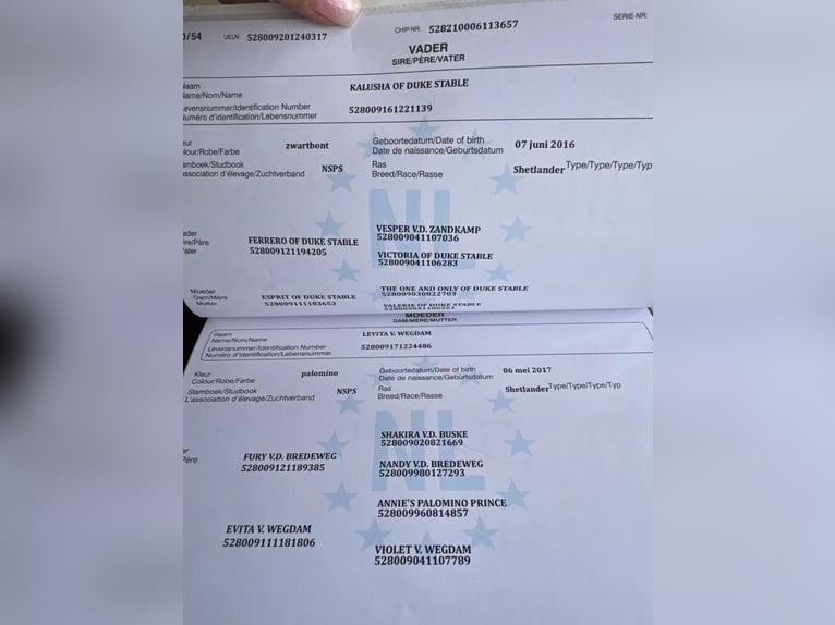 Shetland Giumenta 5 Anni 83 cm Pezzato in Salzhemmendorf