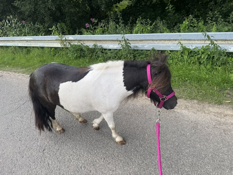 Shetland Giumenta 5 Anni 83 cm Pezzato in Salzhemmendorf