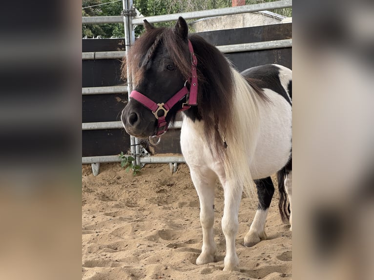 Shetland Giumenta 5 Anni 83 cm Pezzato in Salzhemmendorf
