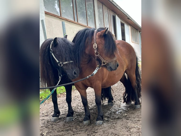 Shetland Giumenta 5 Anni 85 cm Baio in Eggelsberg