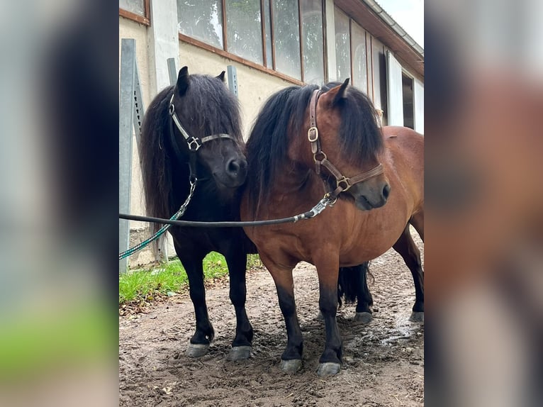 Shetland Giumenta 5 Anni 85 cm Baio in Eggelsberg