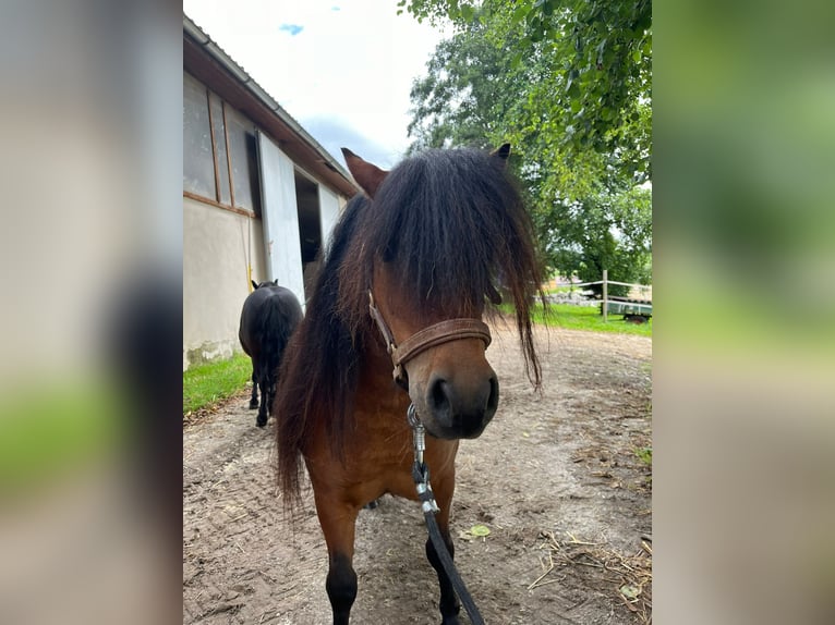 Shetland Giumenta 5 Anni 85 cm Baio in Eggelsberg