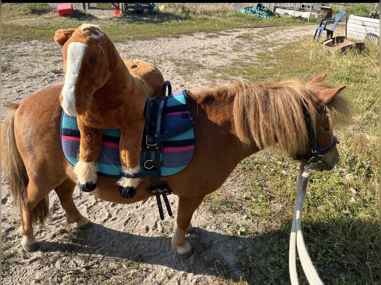 Shetland Giumenta 5 Anni 90 cm Sauro in Thedinghausen