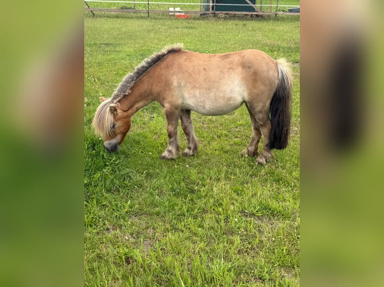 Shetland Giumenta 5 Anni 91 cm Sauro in Winsen (Luhe)