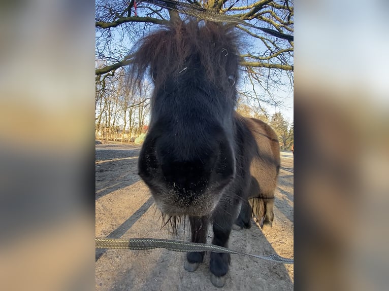 Shetland Giumenta 5 Anni 95 cm Baio scuro in Bremen