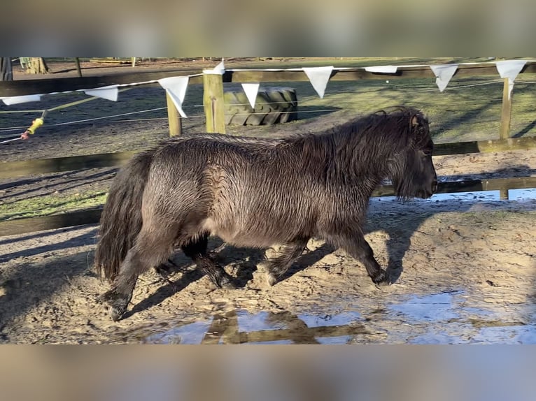 Shetland Giumenta 5 Anni 95 cm Baio scuro in Bremen