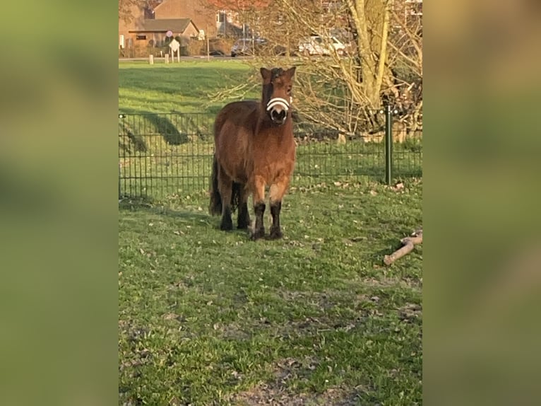 Shetland Giumenta 5 Anni 98 cm Baio in Barneveld
