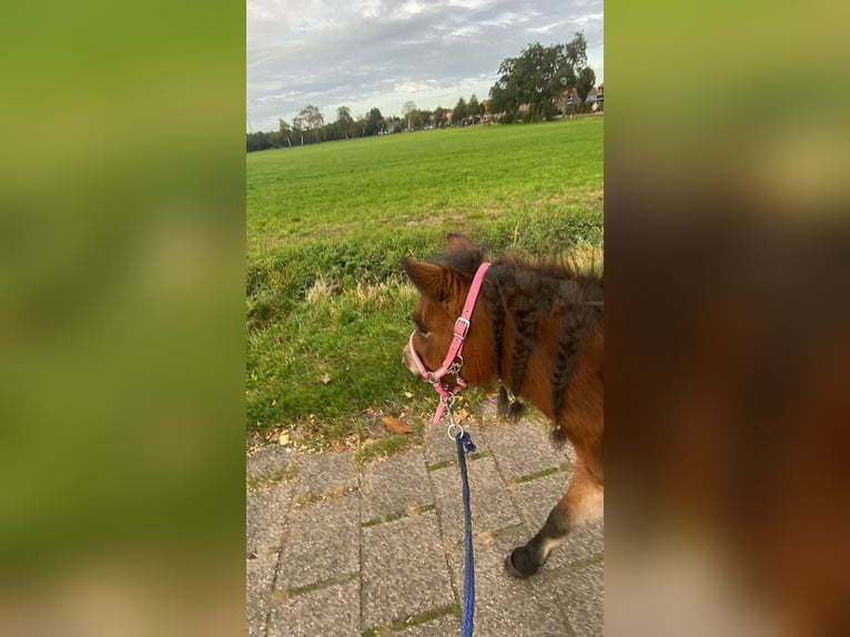 Shetland Giumenta 5 Anni 98 cm Baio in Barneveld