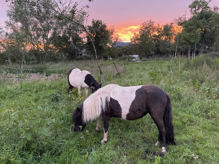 Shetland Giumenta 6 Anni 100 cm Pezzato in Hellenthal, Losheimer Graben