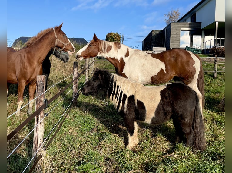 Shetland Giumenta 6 Anni 100 cm Pezzato in Hellenthal, Losheimer Graben