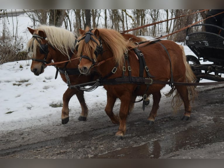 Shetland Giumenta 6 Anni 100 cm Sauro in Sangerhausen
