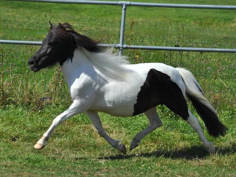 Shetland Giumenta 6 Anni 105 cm Pezzato in Eckersdorf