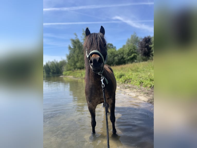 Shetland Mix Giumenta 6 Anni 120 cm Baio in HaarloHaarlo
