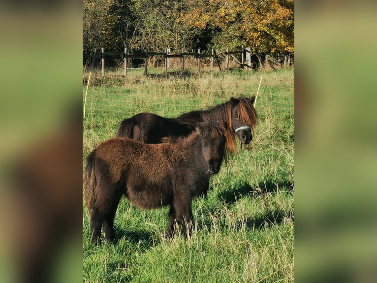 Shetland Giumenta 6 Anni 90 cm Morello in Vienenburg