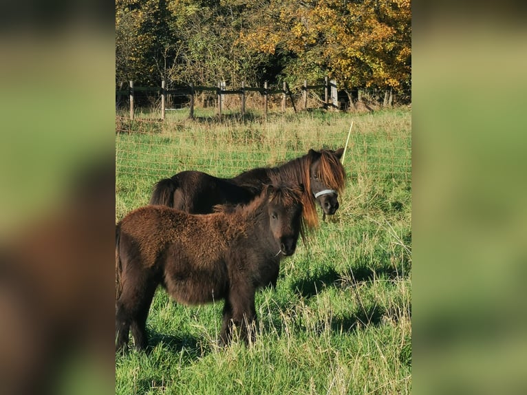 Shetland Giumenta 6 Anni 90 cm Morello in Vienenburg