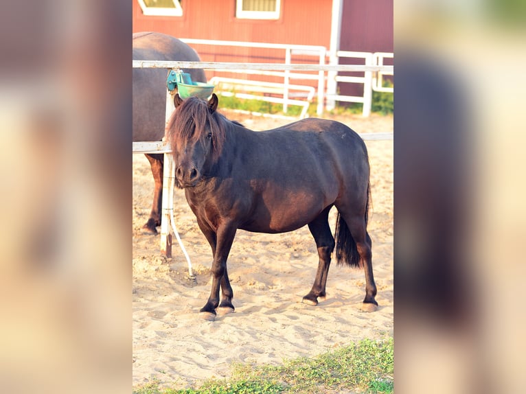 Shetland Giumenta 6 Anni 90 cm Morello in radziejów