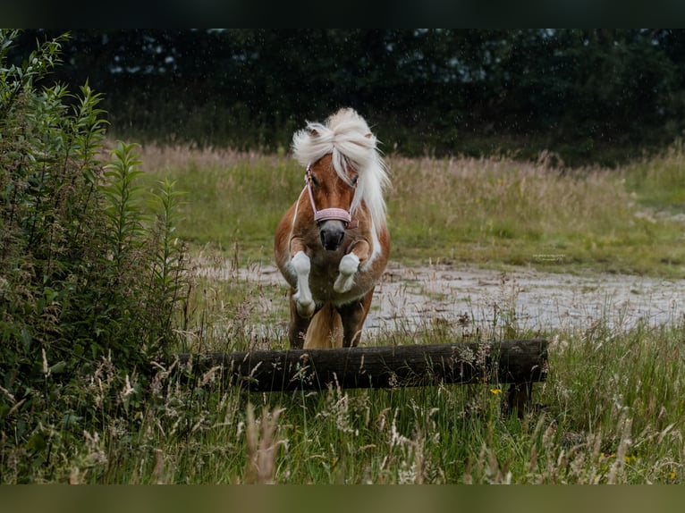 Shetland Giumenta 6 Anni 93 cm Pezzato in Herten