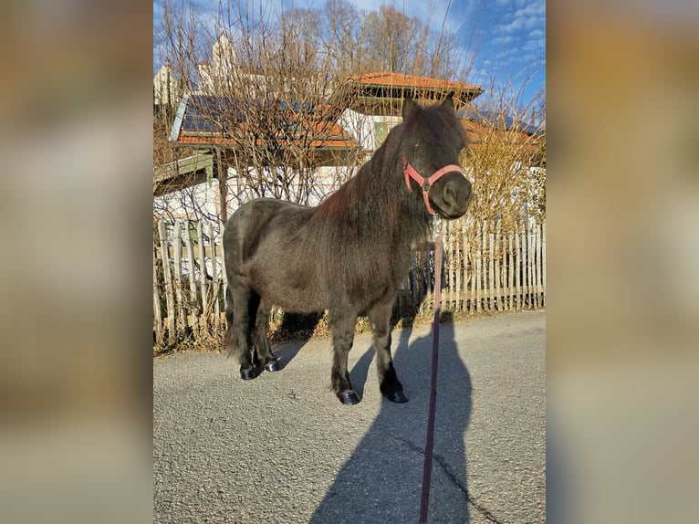 Shetland Giumenta 7 Anni 100 cm Morello in Aschau im Chiemgau