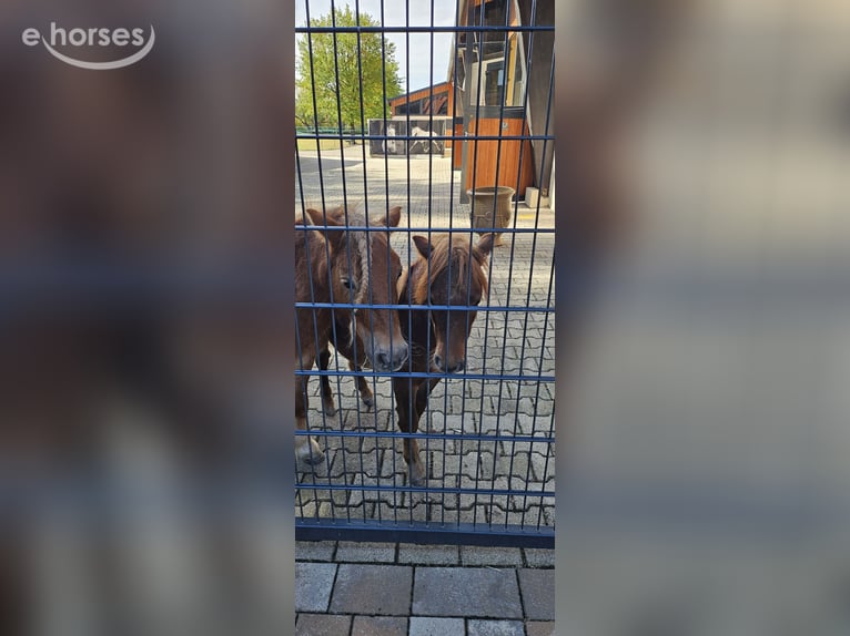 Shetland Giumenta 7 Anni 100 cm Sauro in Freinsheim
