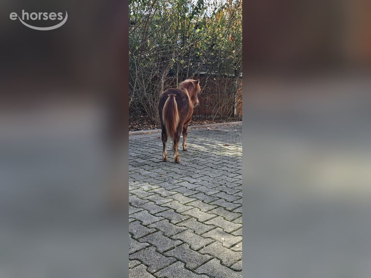Shetland Giumenta 7 Anni 100 cm Sauro in Freinsheim