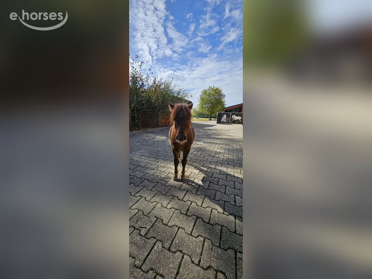 Shetland Giumenta 7 Anni 100 cm Sauro in Freinsheim
