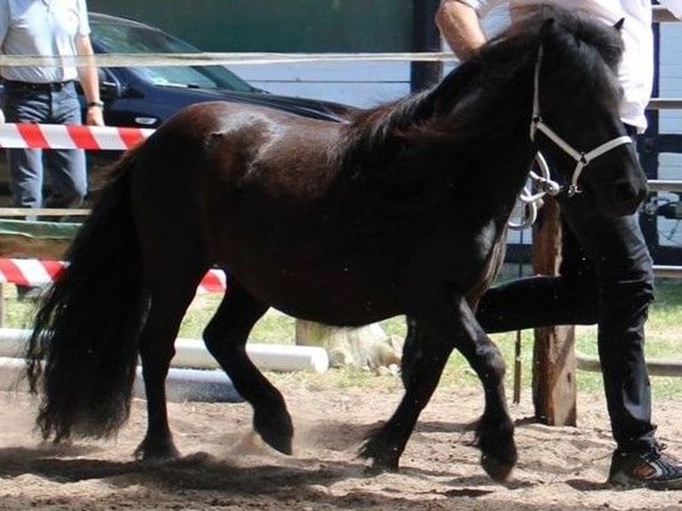 Shetland Giumenta 7 Anni 101 cm Morello in Kiel