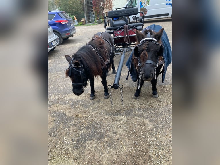 Shetland Giumenta 7 Anni 102 cm Morello in Weichering