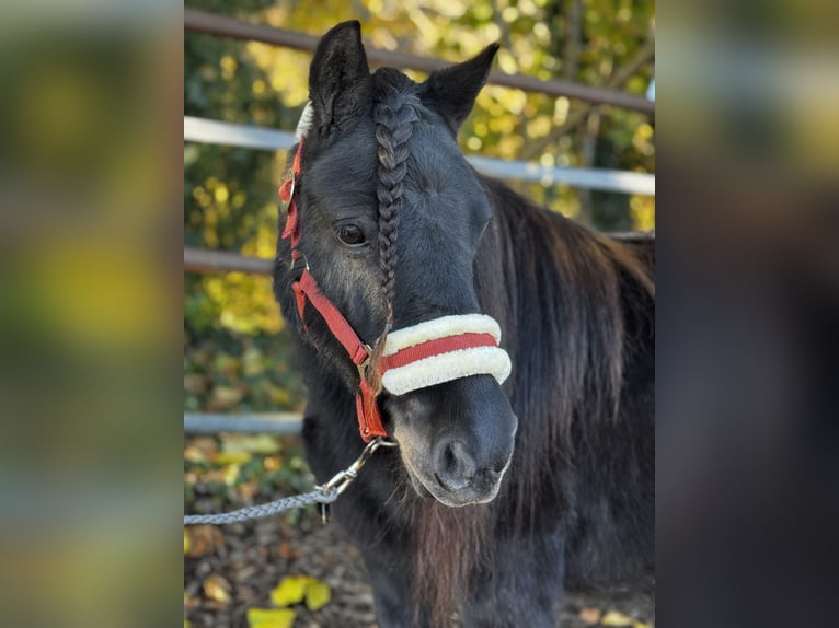 Shetland Giumenta 7 Anni 104 cm Morello in Gelterkinden