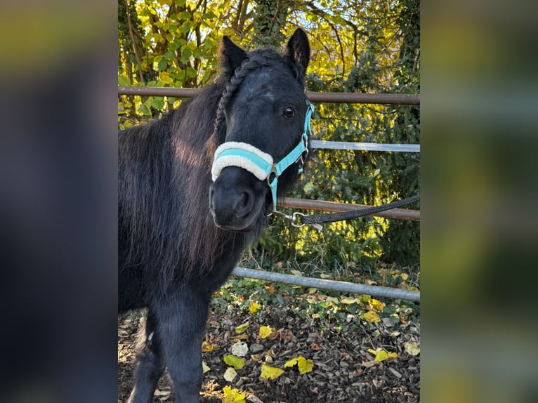 Shetland Giumenta 7 Anni 104 cm Morello in Gelterkinden