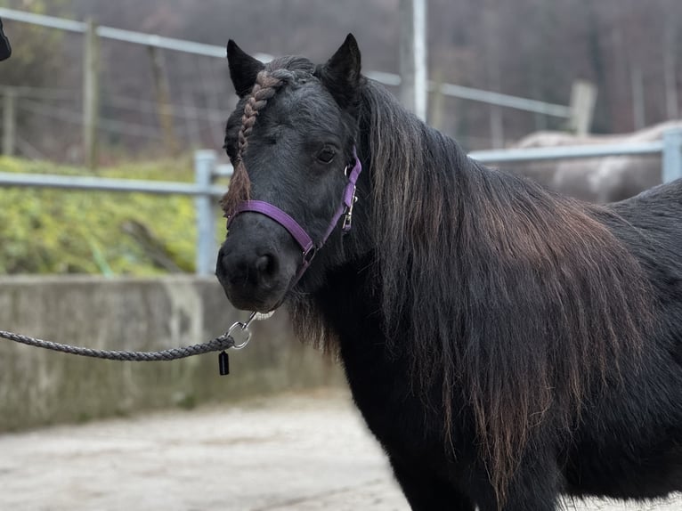 Shetland Giumenta 7 Anni 104 cm Morello in Gelterkinden