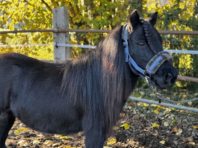 Shetland Giumenta 7 Anni 104 cm Morello in Gelterkinden