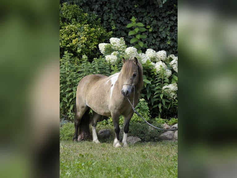 Shetland Giumenta 7 Anni 81 cm Pelle di daino in Lodz