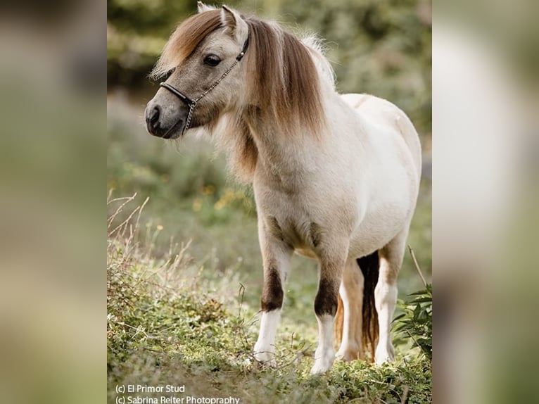 Shetland Giumenta 7 Anni 82 cm Dunalino in Gryfice