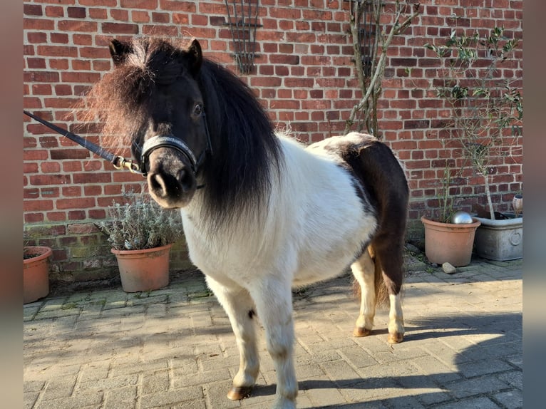 Shetland Giumenta 7 Anni 87 cm Pezzato in Otterndorf