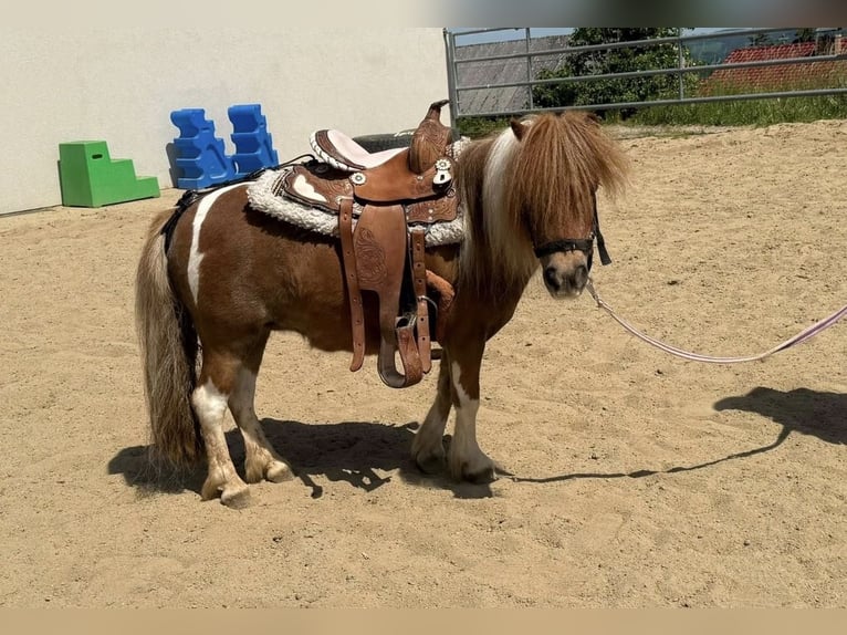 Shetland Giumenta 7 Anni 90 cm  in Daleiden