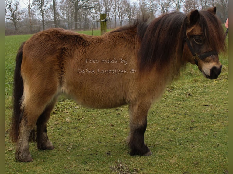 Shetland Giumenta 7 Anni Baio in Boxtel