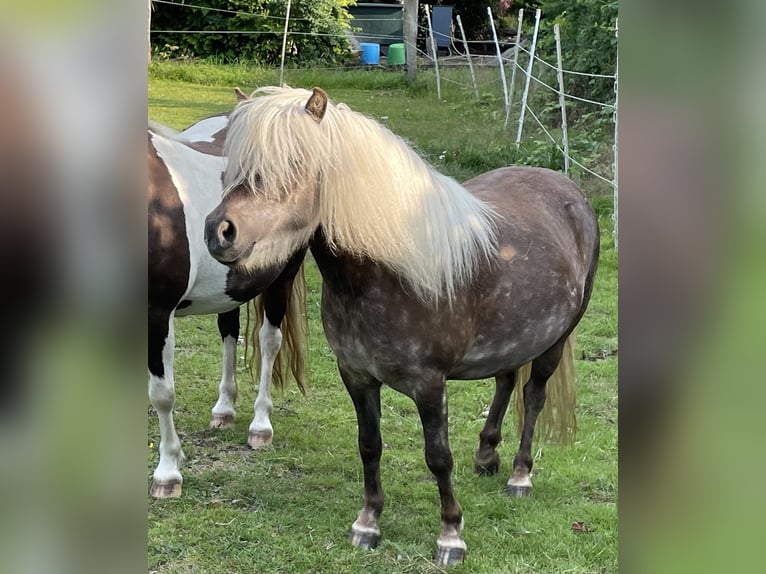 Shetland Giumenta 8 Anni 104 cm  in Elsdorf-Westermühlen