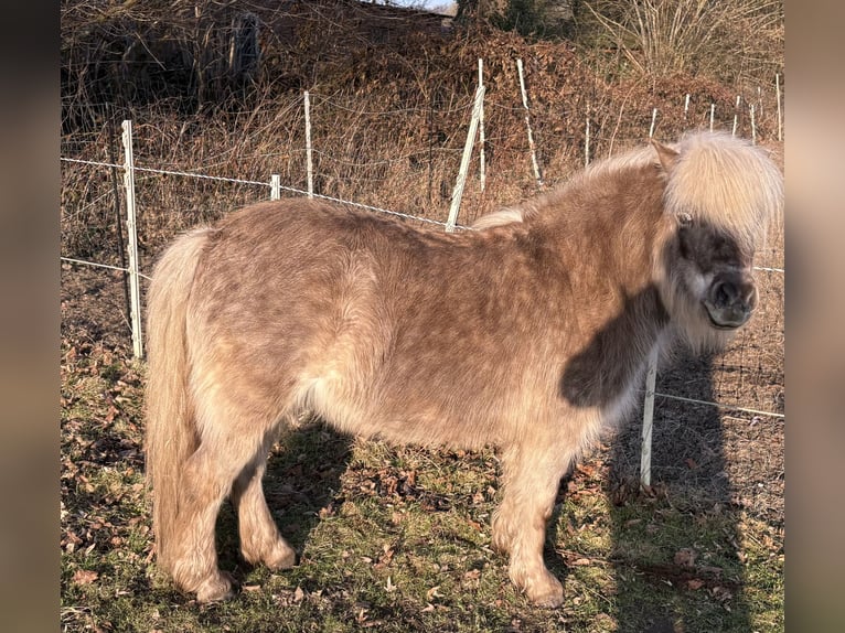Shetland Giumenta 8 Anni 104 cm  in Elsdorf-Westermühlen